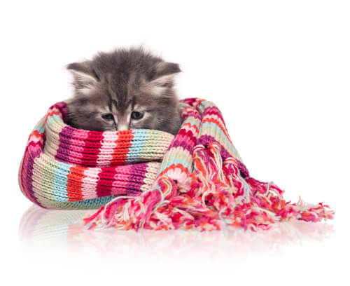 Síntomas de frío en gatos