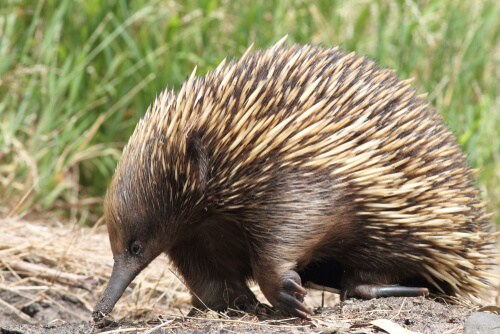 Tachyglossus aculeatus