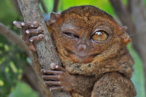 Tarsier: alimentación