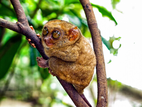 Un rostro intimidante lucha por sobrevivir: el tarsier