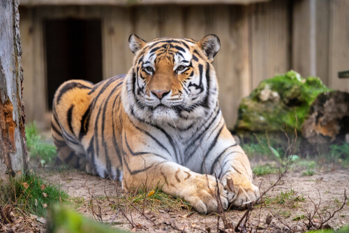 Tigre en uno de los zoológicos aliados de la biodiversidad