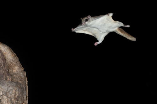 Tipos de mamíferos voladores