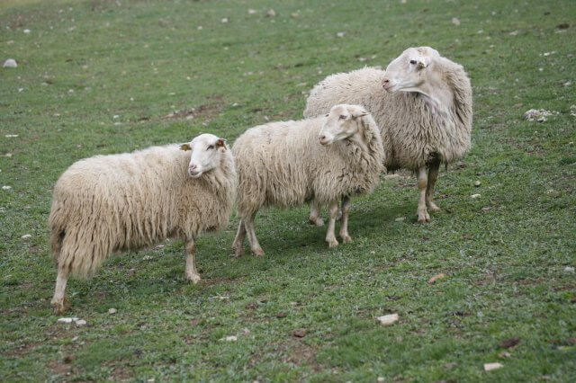 Tipos de ovejas: ansotana