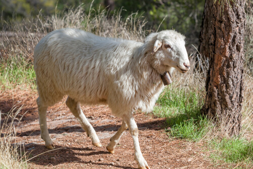 Tipos de ovejas: canaria