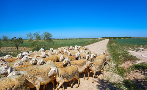 Tipos de ovejas: castellana