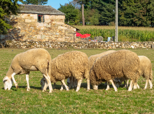 Tipos de ovejas: gallega
