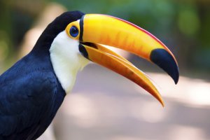 ¿Cuáles son los diferentes tipos de picos en las aves?