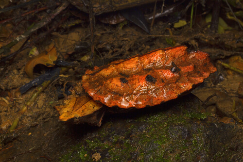 Tortuga matamata: alimentación