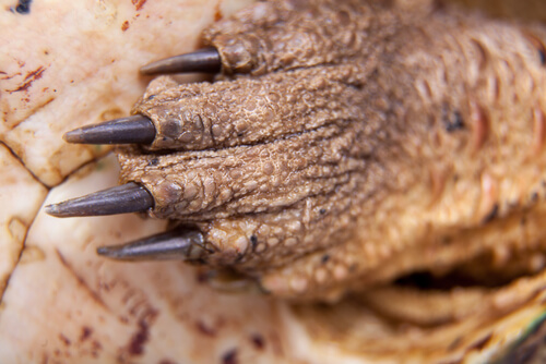 Tortuga matamata: hábitat