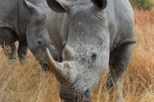 La apariencia prehistórica de la trompa de rinoceronte