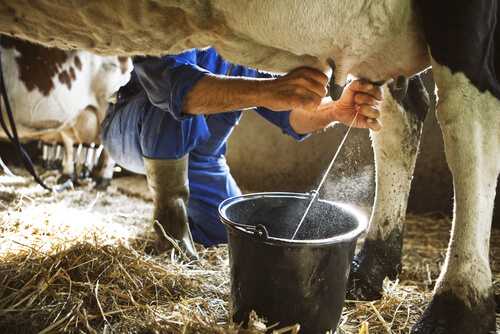 Vacas lecheras