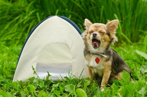 Acampada con perros