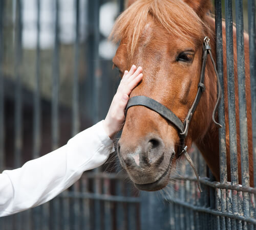 Adoptar un caballo: lo que necesitas saber