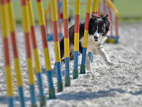 Agility con border collie