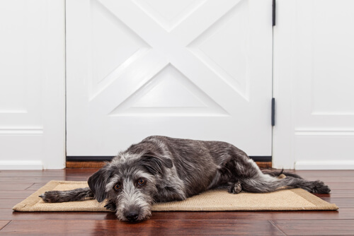 Alfombra para perros
