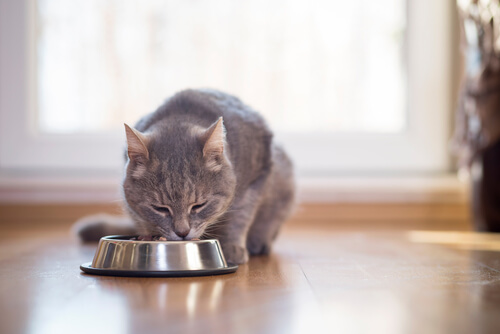 Alimentación de un gato con sobrepeso