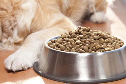 Cómo almacenar alimentos para perros correctamente