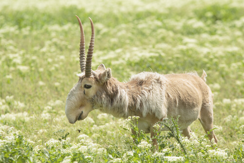 Antílope saiga en peligro de extinción