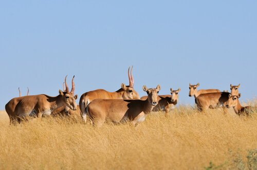 Antílope saiga: mortalidad
