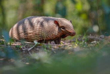 Conoce al armadillo de seis bandas