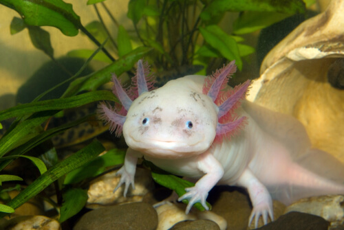 ¿Qué es el axolotl?