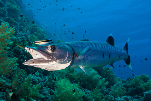 Barracuda: alimentación