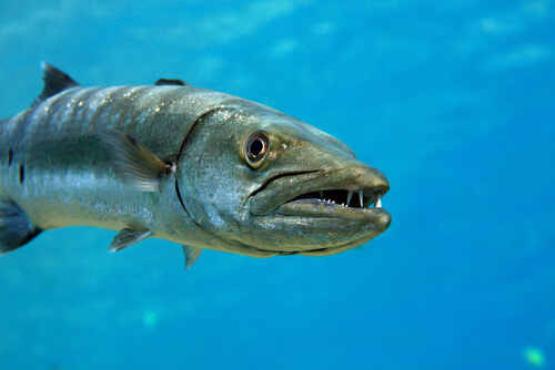 La barracuda, un pez agresivo e impredecible