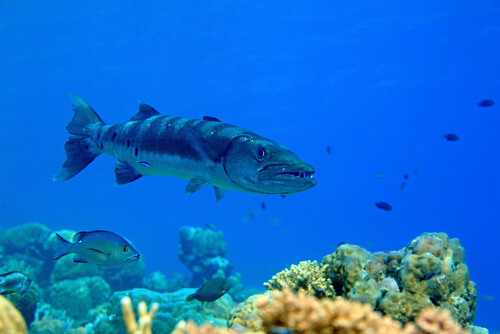 Barracuda: hábitat