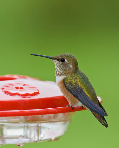 Bebederos para colibríes