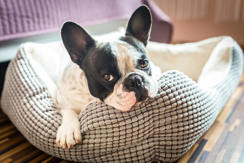 Camas para perros tipo sofá
