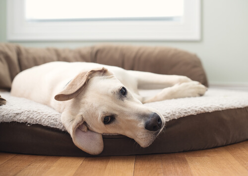 3 diferentes tipos de camas para perros