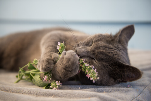 ¿Qué es la hierba gatera o catnip y por qué vuelve locos a los gatos?