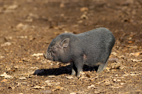 Cerdo vietnamita: especie exótica