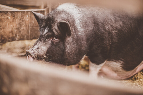 Cerdo vietnamita: especie invasora