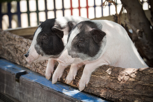 Cerdos pigmeos