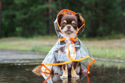 Chubasquero para perros