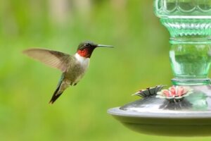¿No hay colibríes en tus comederos? 4 tips para solucionarlo