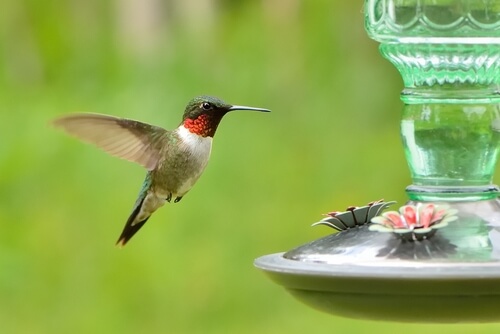 ¿No hay colibríes en tus comederos? 4 tips para solucionarlo