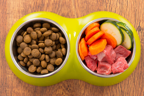 Comida casera o comercial para perros