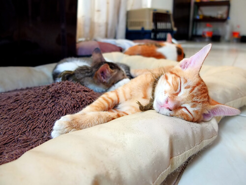 Cómo colocar las cosas de tu gato en casa