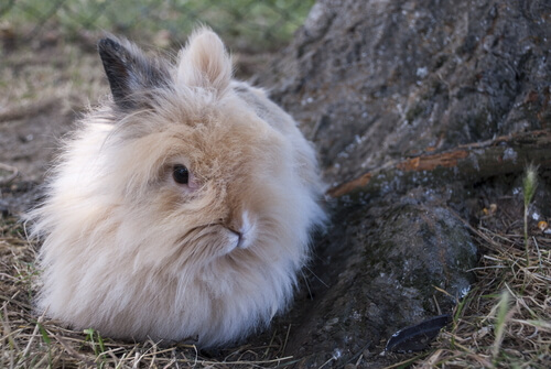 An angora rabbit.