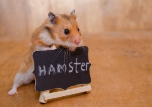 ¿Cómo domesticar a los hámsters?