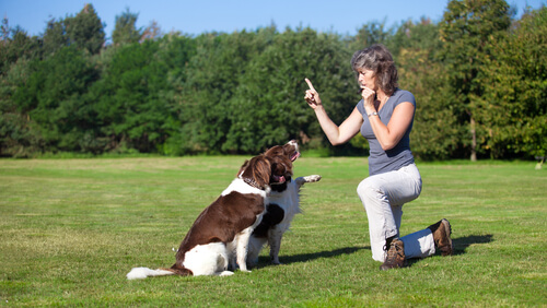 Cómo entrenar a un perro con silbato