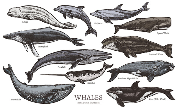¿Cómo se clasifican los cetáceos y cuáles son?