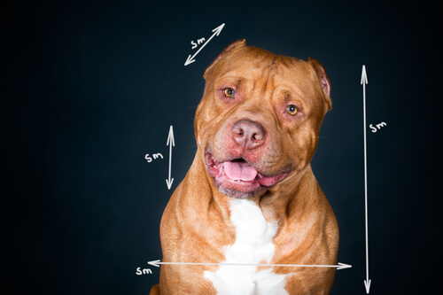 Cómo tomar medidas a un perro