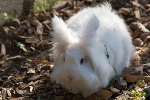 Angora rabbit.