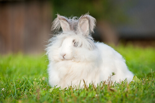 Angora rabbit.