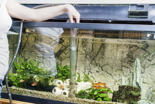 Consejos para la limpieza del acuario