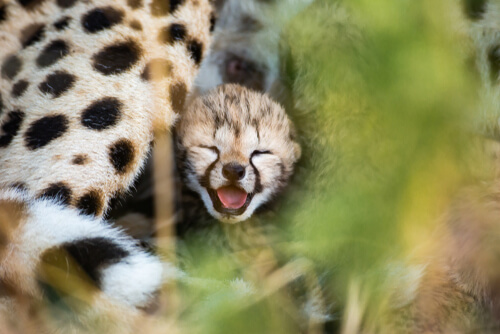 La conservación del guepardo