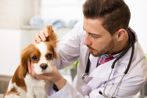 Costes de una consulta veterinaria